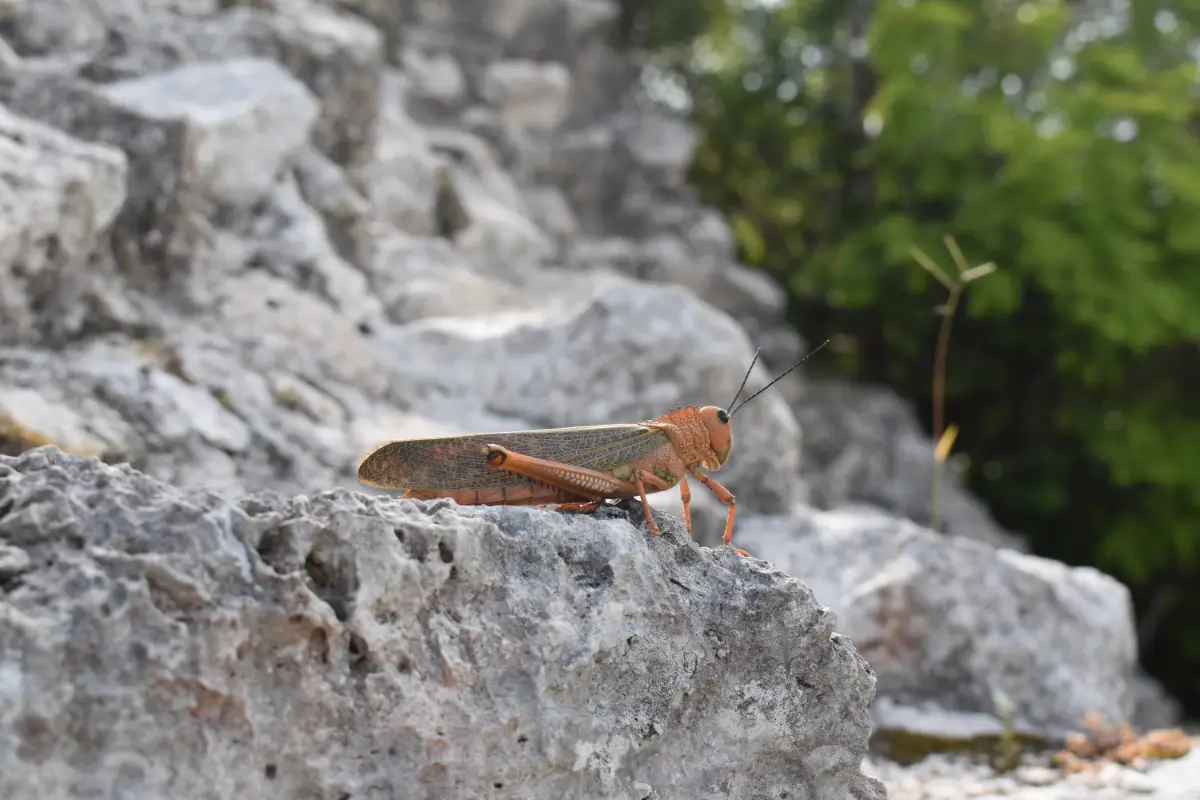 insectos en ruinas mayas