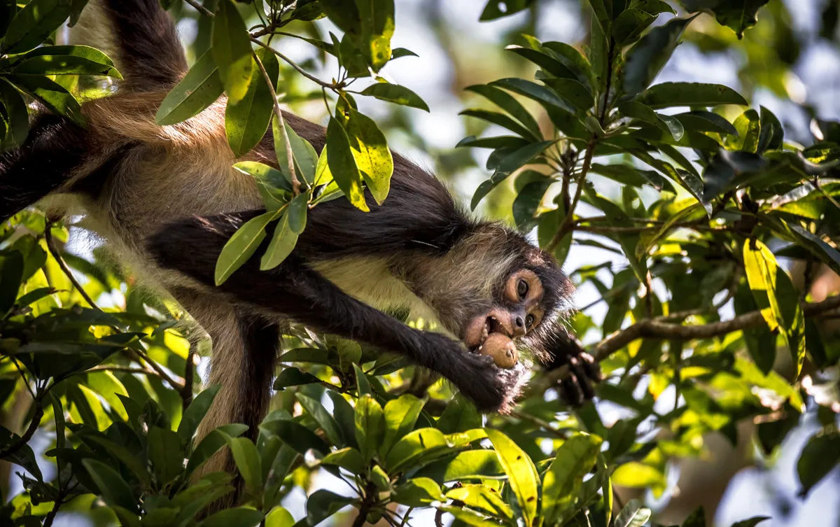 Punta Laguna Monkey Tour: Spyder monkey in a jungle Wildlife Monkey Adventure