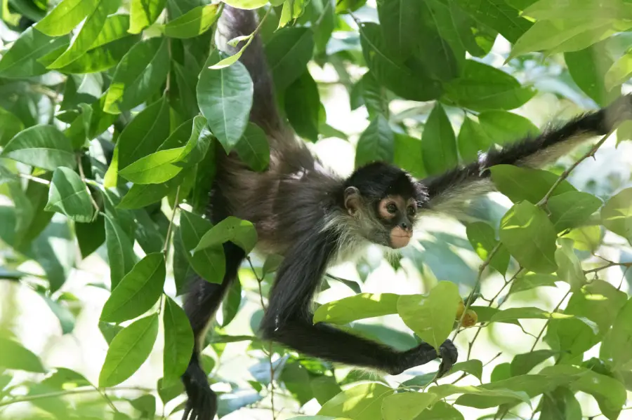 Mono araña en la selva